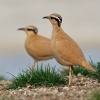 Behulik plavy - Cursorius cursor - Cream-colored Courser o4020